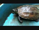 生きるか死ぬか究極の選択　カメWARS
