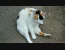 ツインローリング野良猫