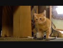 【ナツ日記】5月20日【ぬこぬこ動画】