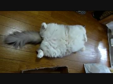 床に落ちている猫＃３ 　