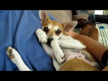 (∪´・ω・)→（∪＾ω＾）捨て犬保護シリーズ　10