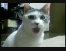 大変なものを見たネコ☆amazing omg cat.mp4