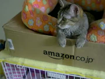 拾いねこ＠生後318/285日目　匠在中