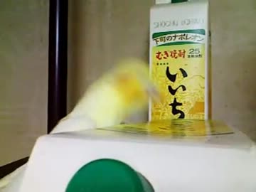 インコハードコア