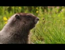 進撃の野生動物