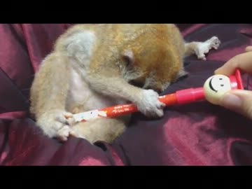 泥棒ロリスくんからペンを取り返せ