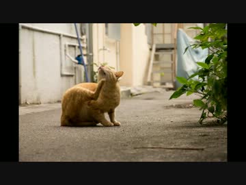 【作業用】Caravanその２【BGM】