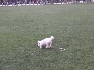 【イタリア】ピサの斜塔にいた犬