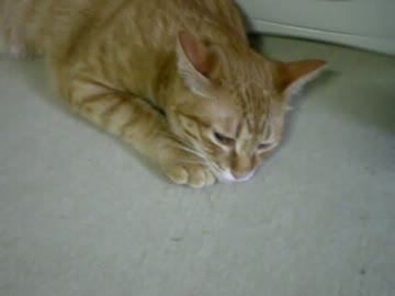 拾いねこ＠生後319/286　暑いと猫ってホントだら～ってなるんですねｗ