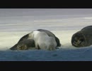 Wildlife.wmv