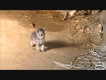 おっかなびっくりな子猫