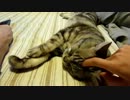 娘とパパの間で甘えん坊猫 　