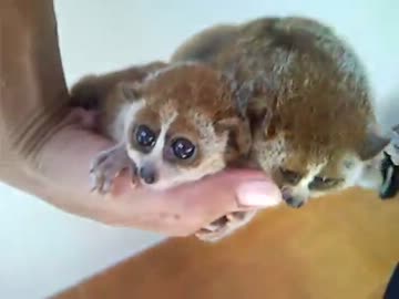 双子ロリスくん