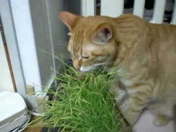 拾いねこ＠生後320/287　膝の上のアコさまが重い