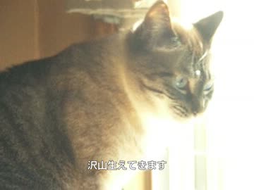 ジャンくんの猫草を育てます　草食系男子？