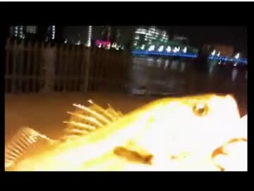 【大五郎】配信中でのシーバス初キャッチ【魚釣り】