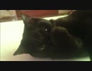 キャットニップまみれでご満悦なクロさん