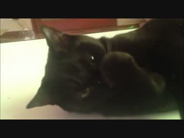キャットニップまみれでご満悦なクロさん