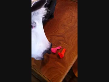 アメトーークじゃないよカネトーーク　富士山絶対絶命芸人.mp4