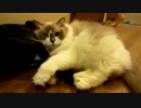息子のバッグにしがみつく猫　　　