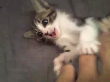 にゃんこ拾ったので飼うことにしました。成長日記１