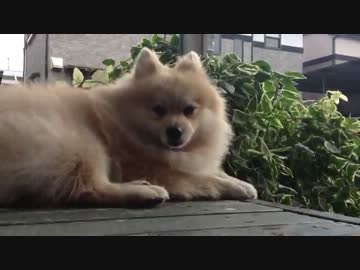 少し風が強い午後、お母さんの帰りを待つポメラニアン