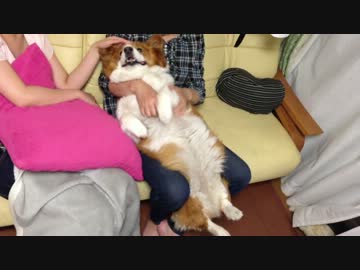 びろーん（コーギー)