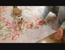 パパと遊ぶいちご