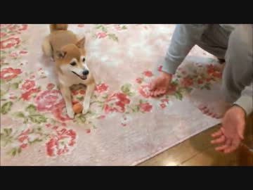 パパと遊ぶいちご