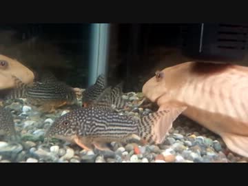 【夫婦でアクアリウム】水槽立ち上げ編part1