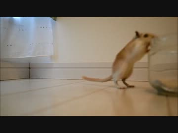 スナネズミ便り