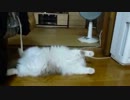 床に落ちている猫＃６　