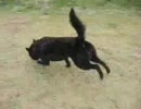 甲斐犬　飛び跳ねる