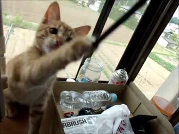 気がついたらぬこが増えてたんだけど…