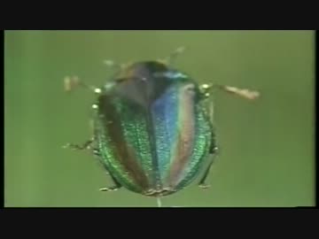 万物創○紀　-　昆虫　-