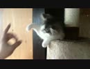 今日のさくらちゃんPart2