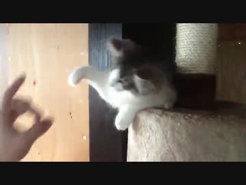 今日のさくらちゃんPart2