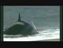捕食者　キラー（killer）　海辺の恐怖 2