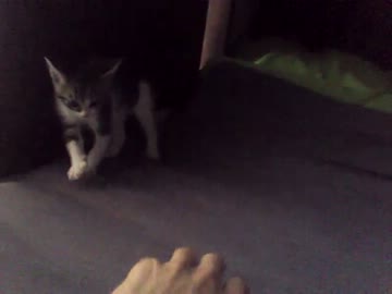 にゃんこ拾ったので飼うことにしました。成長日記2