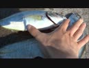 アウトドアをやろう！僕の八丈島ＧＷ出張記～爆釣！底土のシマアジ！～
