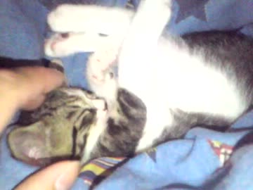 寝起きドッキリにゃ失敗してみた。成長日記3