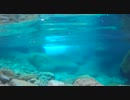 週末は渓に行こう　2013 5 5  木曽 阿寺川釣行