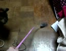 【ぬこ】  カラーつけてる猫が...  【AYUMIちゃん】