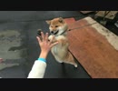 ハイタッチする荒ぶるわんこ