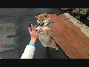 ハイタッチする荒ぶるわんこ
