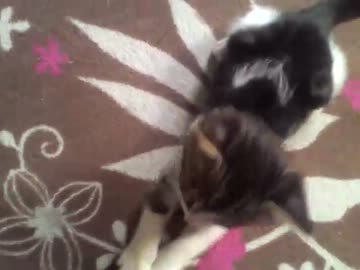 にゃんこ拾ったので飼うことにしました成長日記4