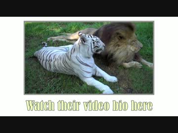 愛しあうライオンとホワイトタイガー