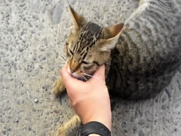 野良猫？