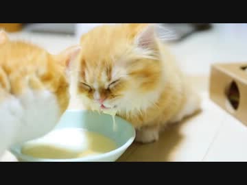【マンチカン３兄妹】猫自由形