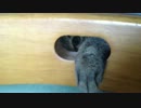 飛び出す猫の手